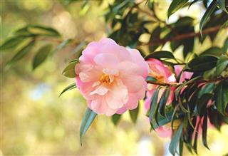 Light Pink Camellia Flowers