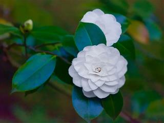 White Camellia