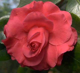 Camellia Blossom