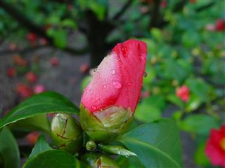 Wet Camellia Bud
