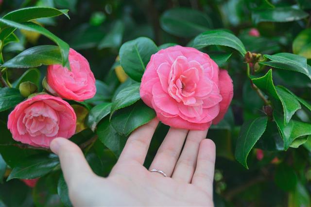 Hand And Blossoming Camellia