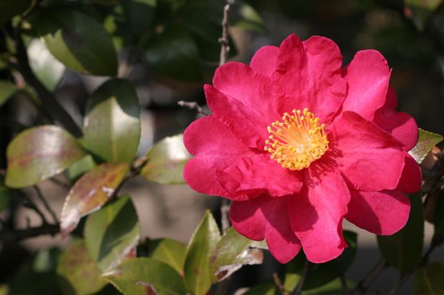 Single Red Camellia