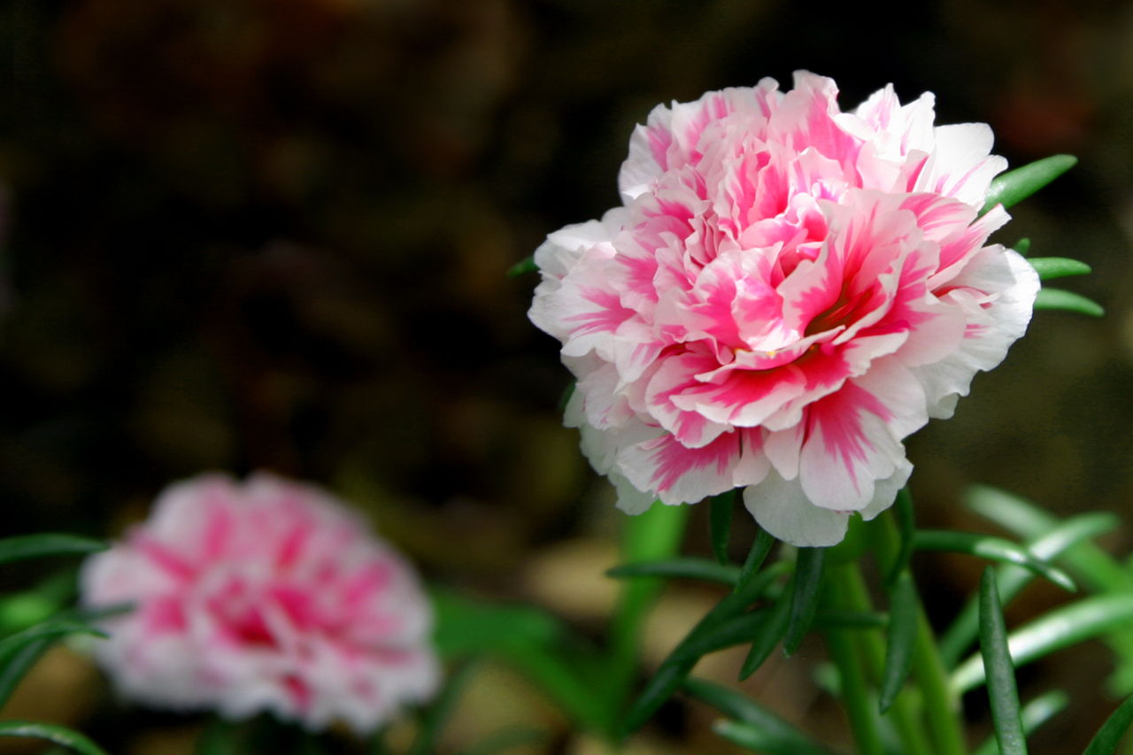 Meanings of Carnation Flowers of Different Colors Just Fascinating