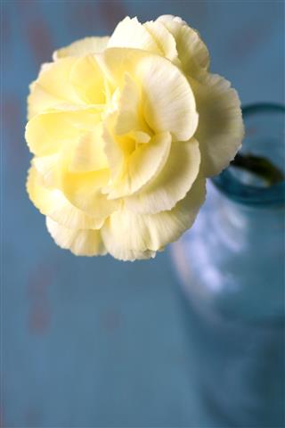 Carnation Flower In Blue Vase