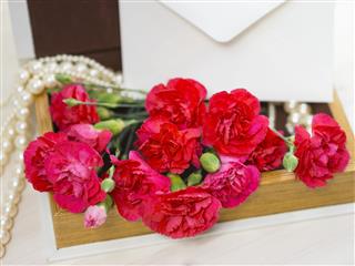 Carnation And Card