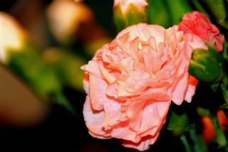 Closeup Of Pink Carnation Flower