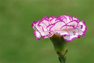 Carnation Closeup