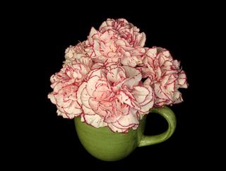 Carnation Flower On Cup