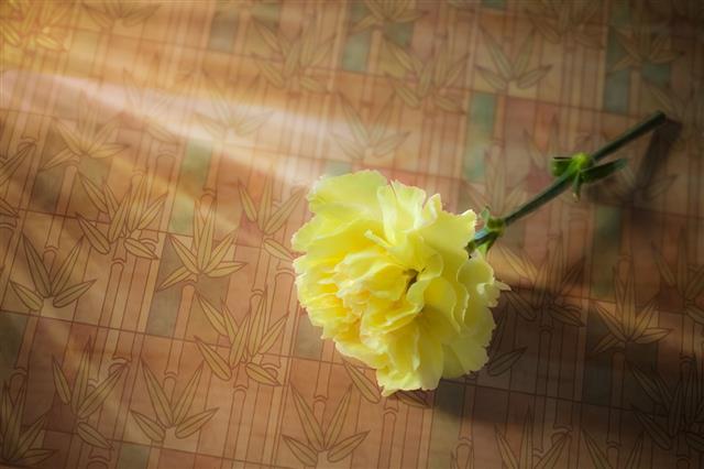 Carnation On The Floor