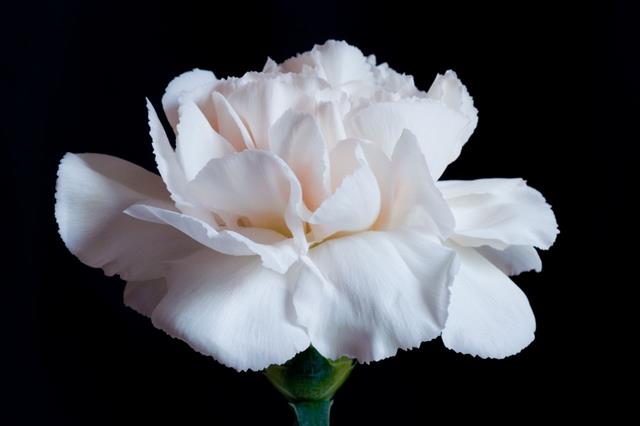 White Carnation On Black