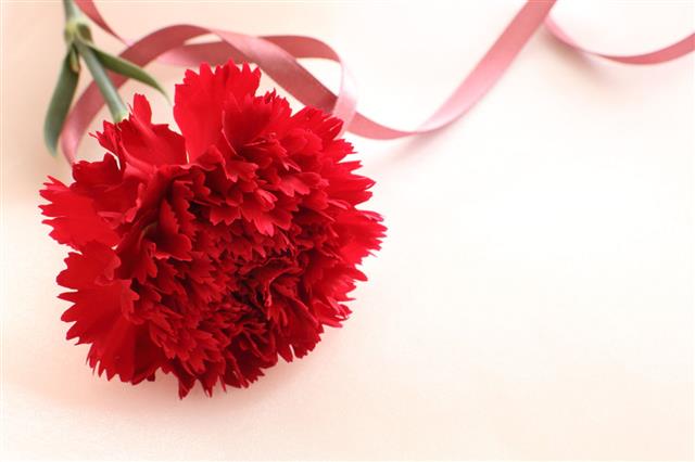 Single Flower Red Carnation