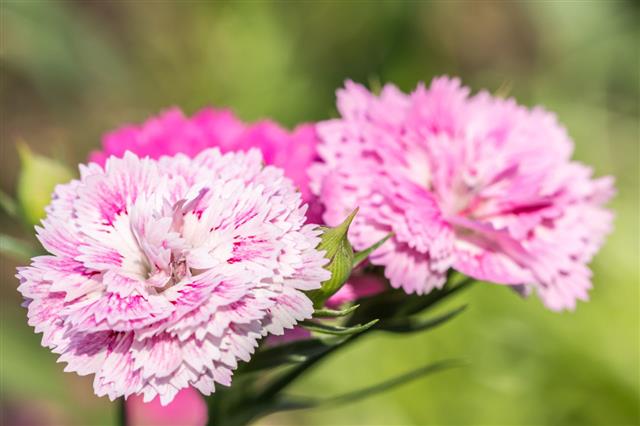 Beautiful Pink Carnation Flowers