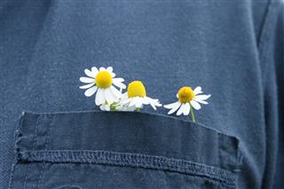 Camomile In The Pocket