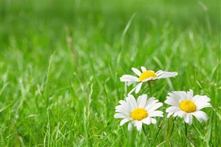Chamomile Flowers On Grass Field