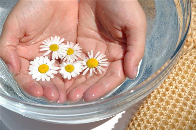 Chamomile Flowers In Hand