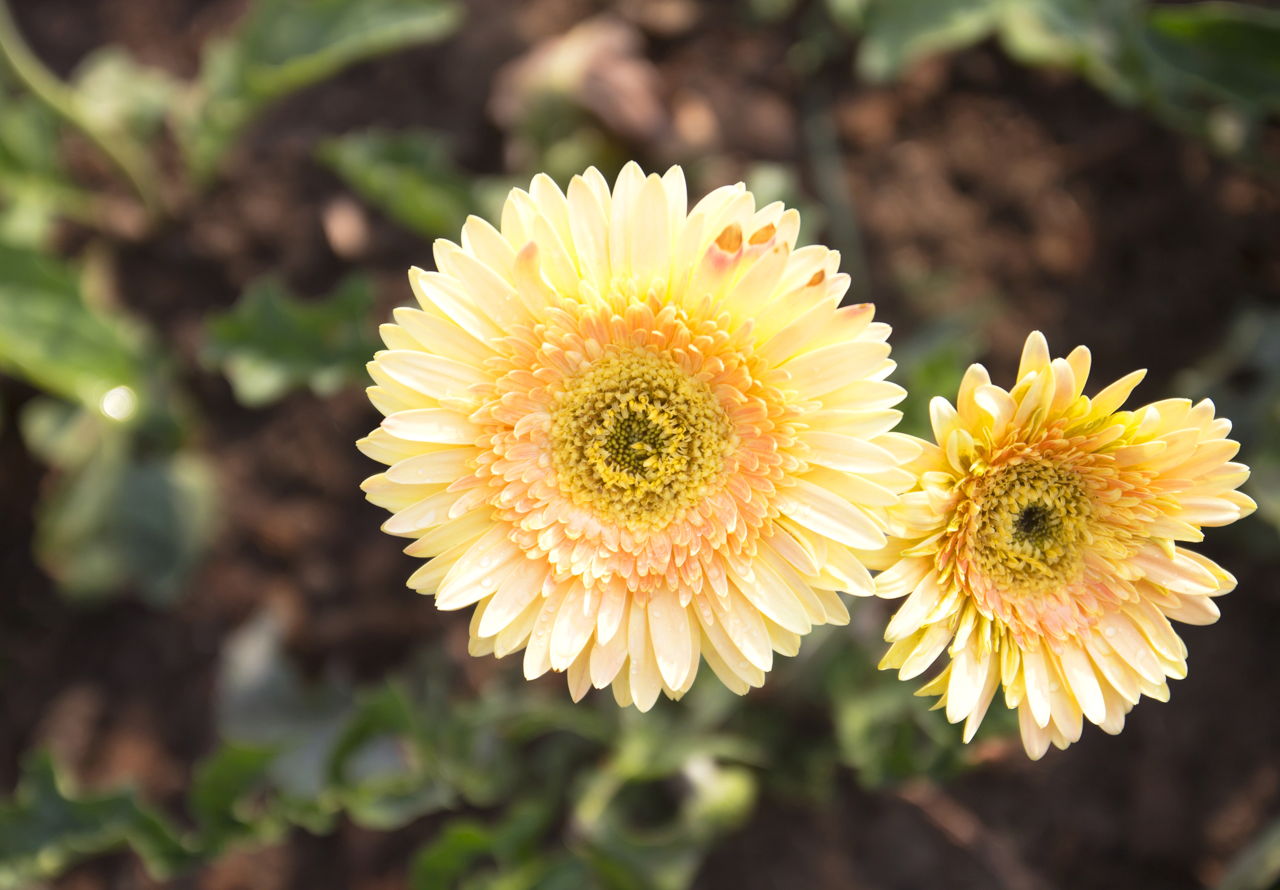 An Awesome List of Yellow Flower Names: How Many Do You ...
