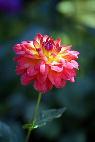 Beautiful Colorful Chrysanthemum Flower