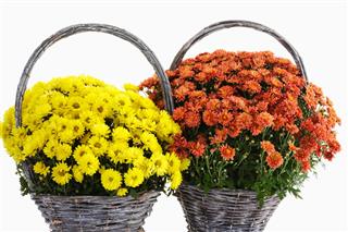 Chrysanthemum In Baskets