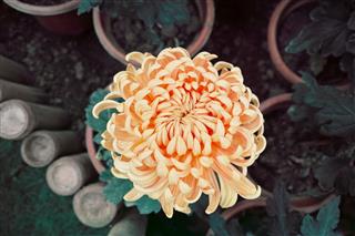 Beautiful Chrysanthemum In Garden