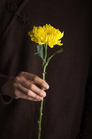 Yellow Chrysanthemum Hold By Hand