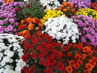 Colorful Chrysanthemum Flowers