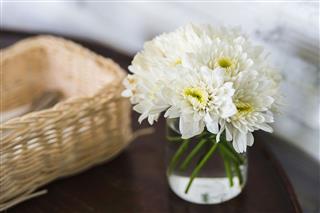 White Chrysanthemum Flower In Glass