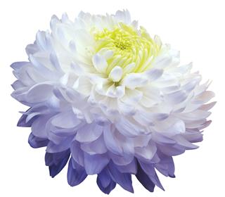 White Blue Chrysanthemum Flower