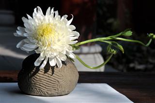 Bonsai Chrysanthemum