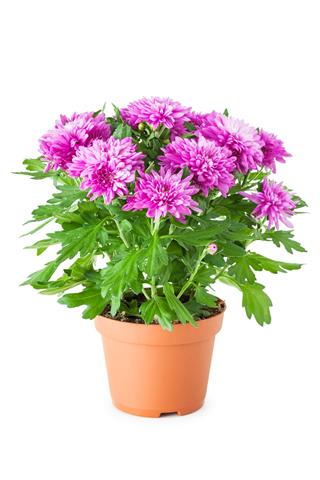 Purple Chrysanthemum In Flowerpot