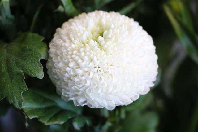 White Pom Pom Disbud Chrysanthemum