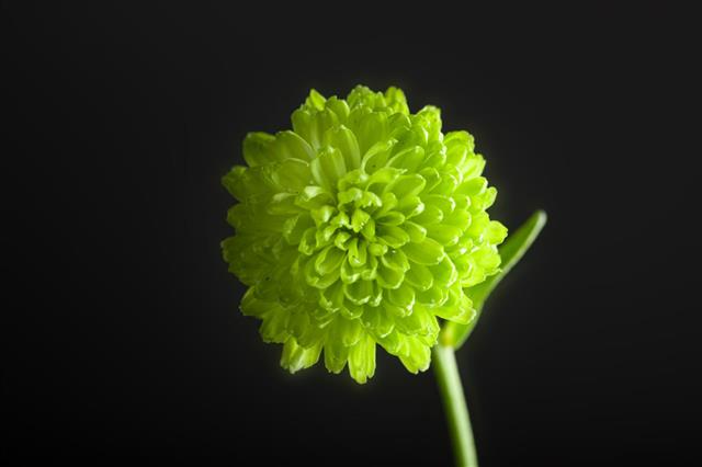 Single Green Chrysanthemum Flower