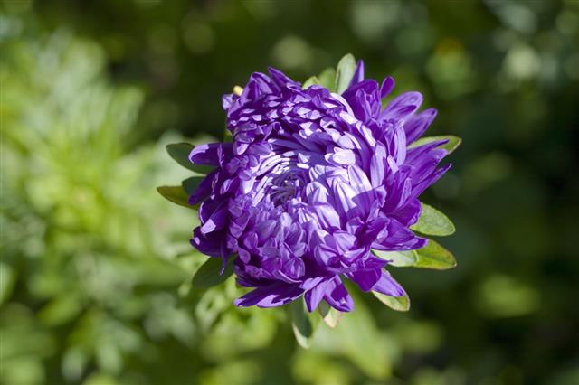 Single Blue Chrysanthemum