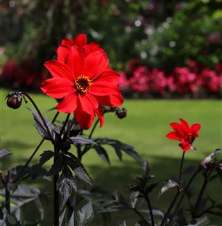 Red Blooming Dahlia