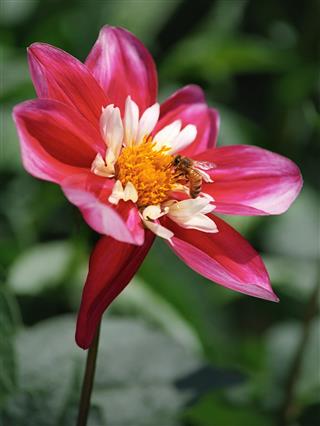 Wasp On The Dahlia
