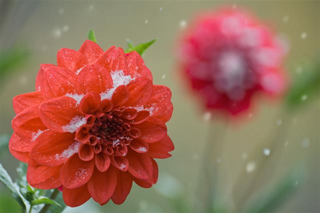 Dahlia Flower With Snow On Petals