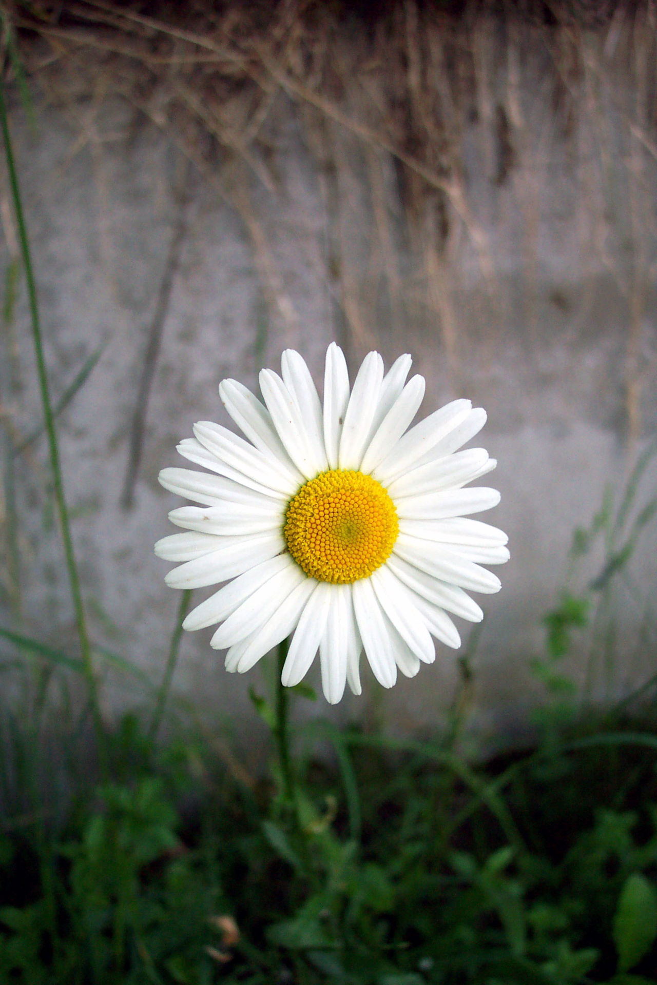 Types of Daisy Flowers With Pin-worthy Pictures