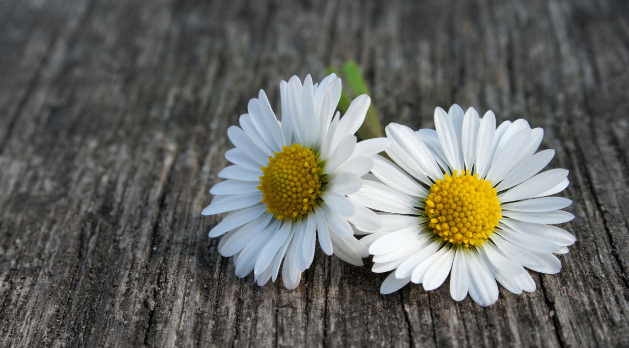 Meaning of Daisy Flowers And Other Facts About These Lovely Blooms