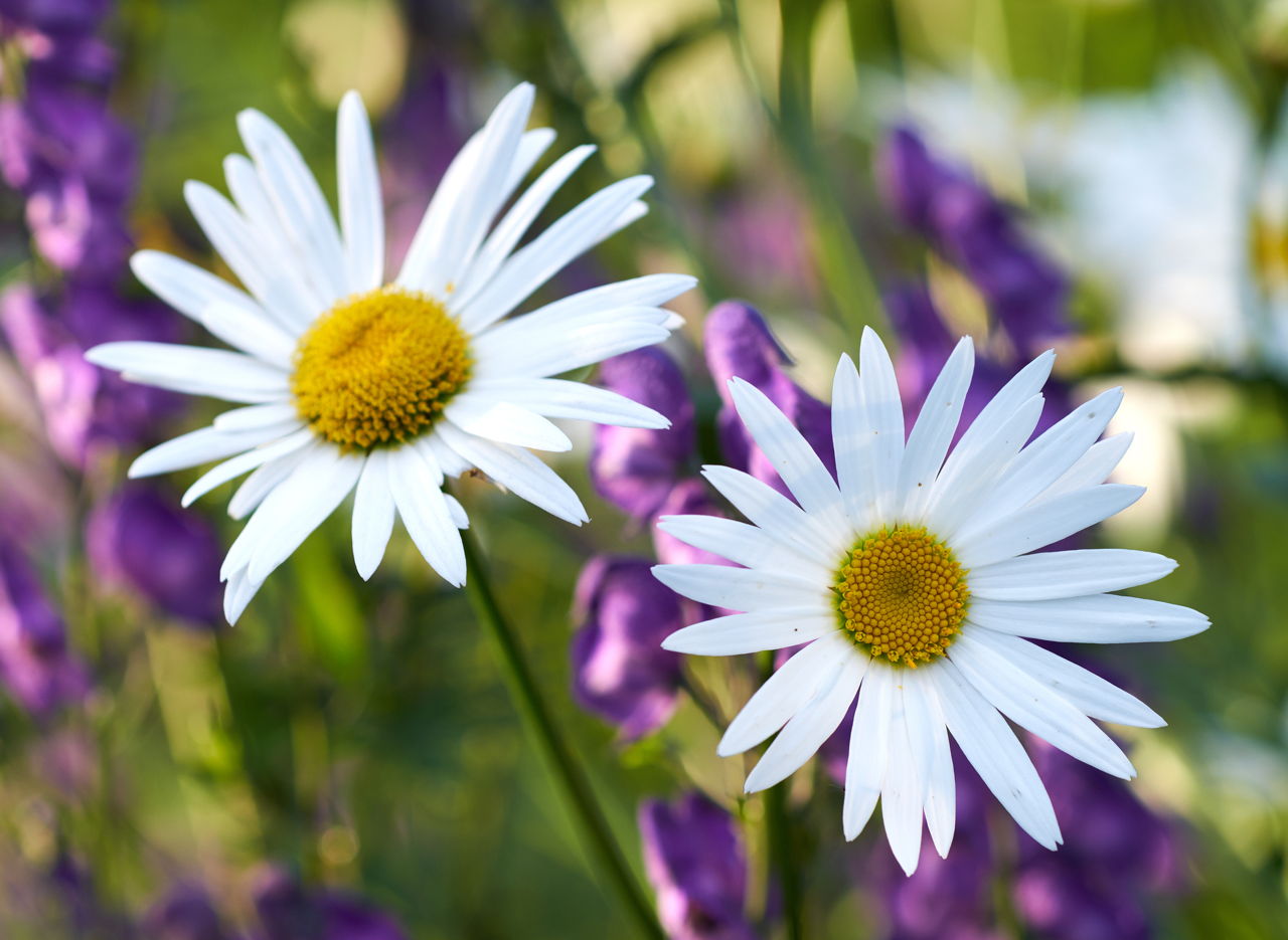 Easy Tips to Take Care of the Butterfly-attracting Montauk Daisy ...