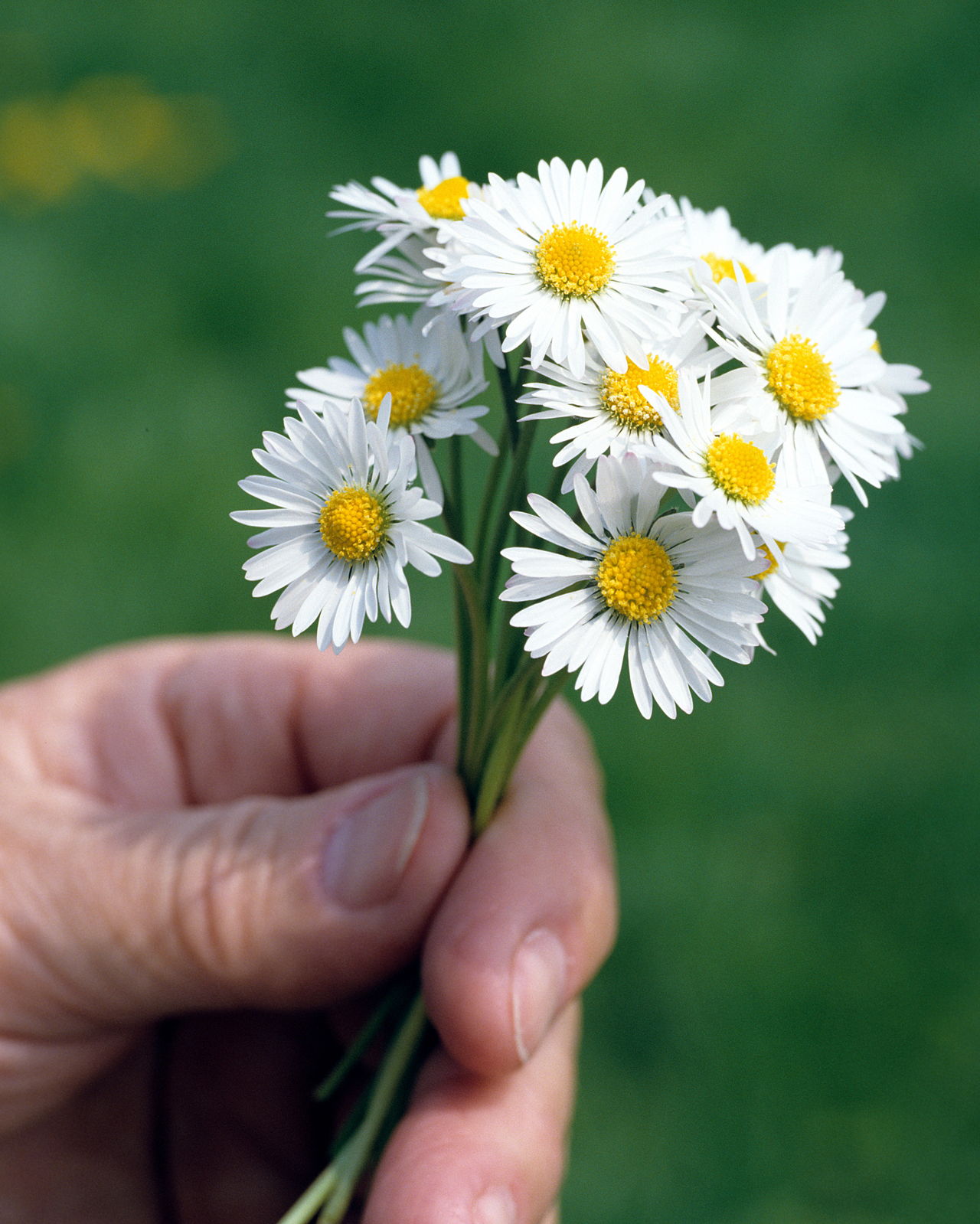 Meaning of Daisy Flowers And Other Facts About These 