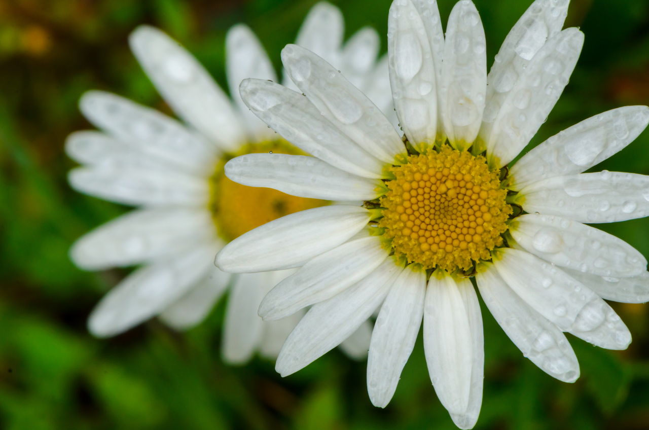Daisy Flower - Daisy Flower part 1 – WeNeedFun