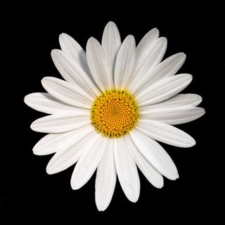 Simple White Daisy