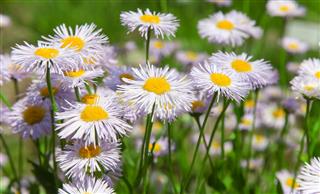 Daisies On Meadow