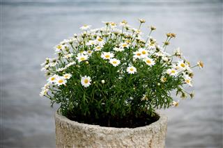 Daisy In The Flower Pot