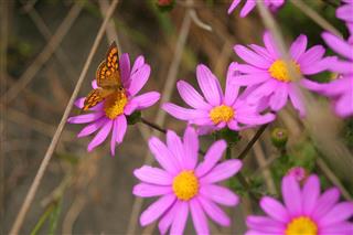 Butterfly On Purple Daisies