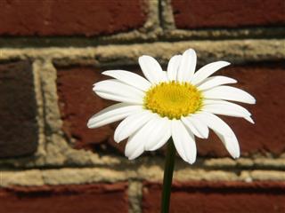 Single White Daisy Flower