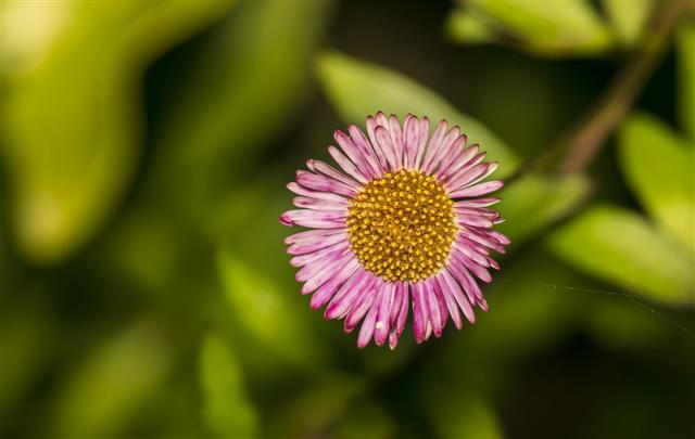 Pink Daisy Flower