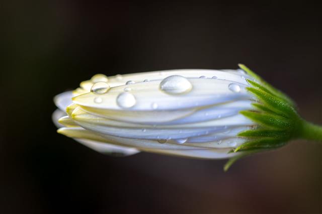 Closed Bud Of A Daisy With Water Droplets