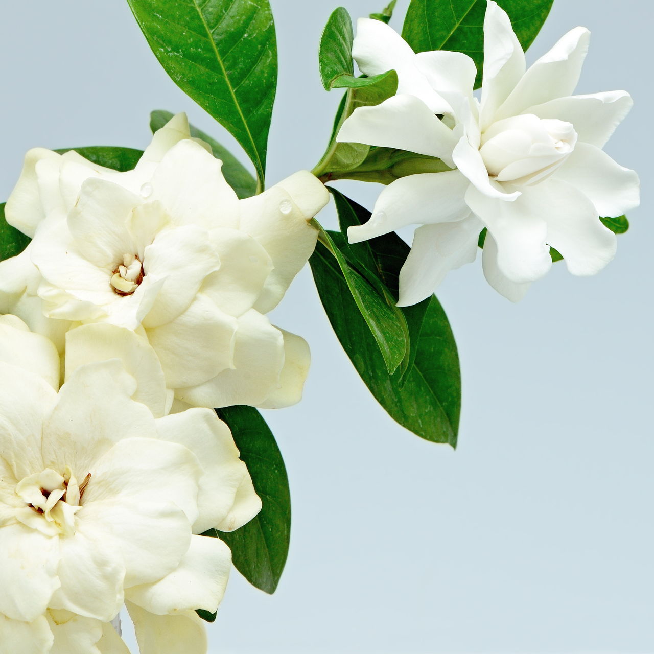 The Symbolic Meaning of Gardenia Flowers You Always Wished to Know ...