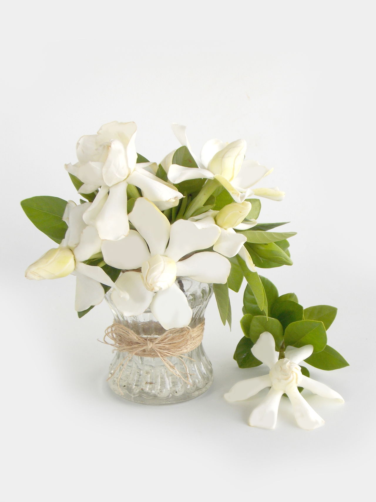The Symbolic Meaning of Gardenia Flowers You Always Wished to Know ...