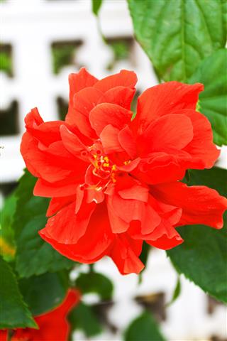 Red Gardenia